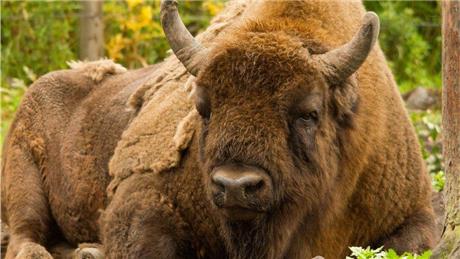  - European bison arrive near Canterbury to manage woodland