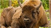European bison arrive near Canterbury to manage woodland