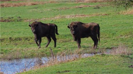  - European bison arrive near Canterbury to manage woodland